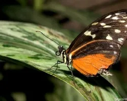 Mariposa