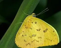 Mariposa Amarilla