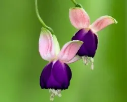 Bailarinas
