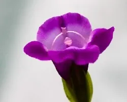 P?rpura