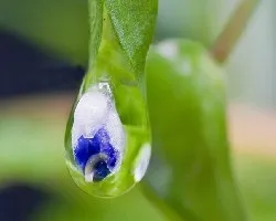 La flor en la gota