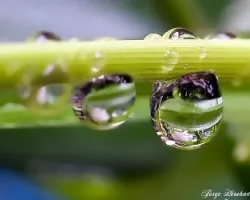 Otra gota