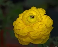 Amarilla