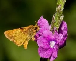 Mariposilla