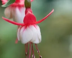 Delicadas bailarinas