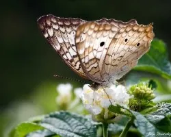 Mariposa a contraluz