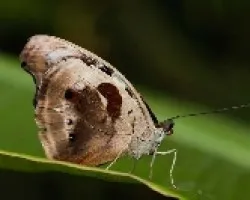 Otra mariposa