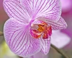 Orqu?dea Phalaenopsis 