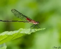 Libelula