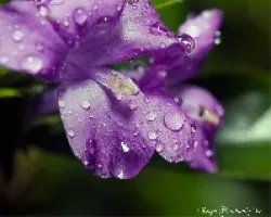 Gotas1