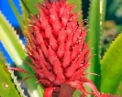 Bromelia