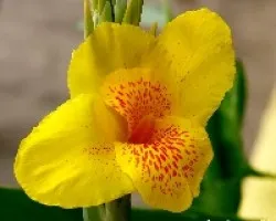 Platanillo