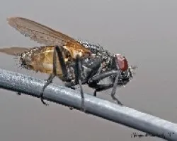 Mosca equilibrista