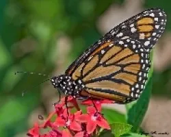 Danaus plexippus