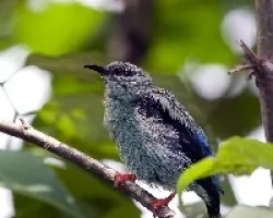 Mielerito