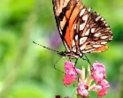 Agraulis vanillae