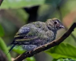 Cambio de plumaje