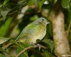Passerina ciris - joven