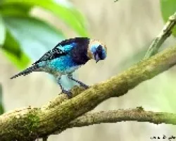 Siete Colores Mariposa