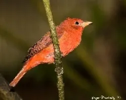 Piranga Rubra
