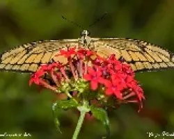 Papilio polixenes stabilis