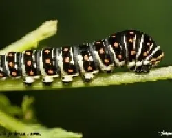 Oruga de la Papilio polixenes stabilis