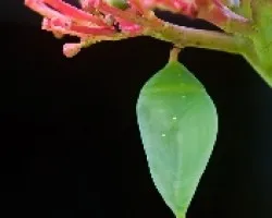 Pupa de la Morpho Peleides