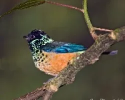 Otro tangara larvata
