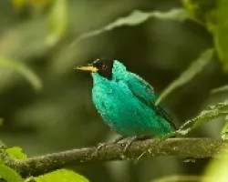 Chlorophanes spiza