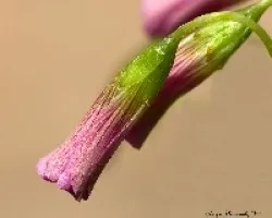 Botones de la flor del trebol