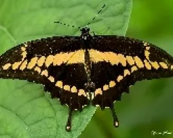 Heraclides cresphontes
