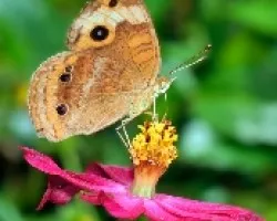 Una mariposa