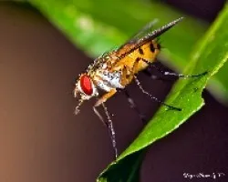 Mosca dorada