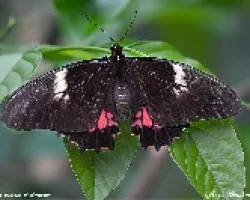 Heraclides isidorus rhodostictus