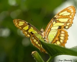 Siproeta stenes biplagiata