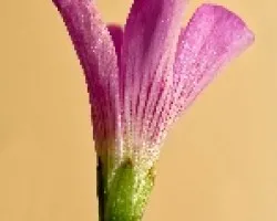 Flor del trebol (otra mas de la serie)