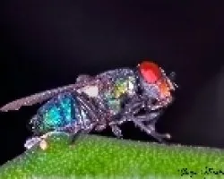 Mosca verde
