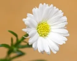 Pequena flor