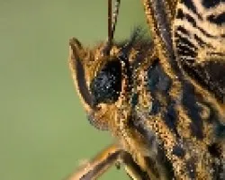 Caligo con cataratas