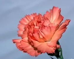 Clavel