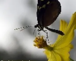 Una mariposa a contraluz