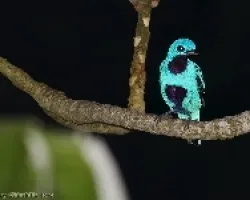 Blue Cotinga