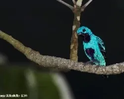 Blue Cotinga