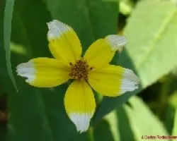 Flor con puntas blancas