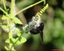 Aberrojo en una flor