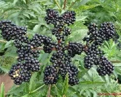 Semillas con forma de mariposa