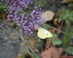 Mariposa en flor