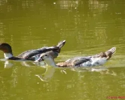 Pareja de patos