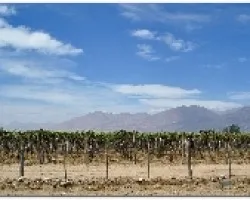 Vinedos de Cafayate