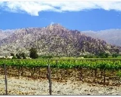 Vinedos de Cafayate